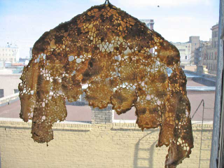 Illustration for article titled An Artist and Her Bees Create Beautiful Honeycomb-Draped Sculptures